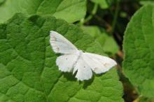 Spongy Moth aerial spraying scheduled for Hillcrest Park