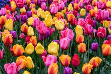 Niagara-on-the-Lake Horticultural Society to Host Tulip Bulb Pop-Up Sale