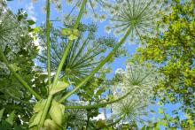 Public Notice: Weed Control