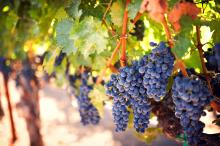 Ontario Supporting Grape Growers and Wineries in Niagara