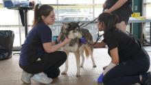 237 Cats and dogs receive free rabies vaccine at clinic hosted by Niagara Region Public Health and VCA Animal Hospitals