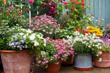 Welland’s floral display bed program  colourfully celebrates community pride