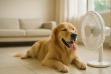 Town of Grimsby - Heat warning in effect: July 11-16 for Grimsby