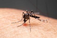 Mosquitoes test positive for West Nile Virus in Niagara