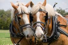 Town of Grimsby - International Plowing Match furrowing into west Niagara in September