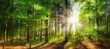 Protecting Pelham’s Trees Program Launches to Recognize and Safeguard Important Trees