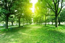 Niagara Region co-hosts tree-health workshop on August 28