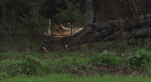 Downed tree
