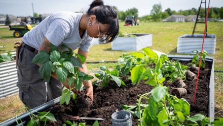 Niagara College students cultivate vegetable garden to combat food insecurity