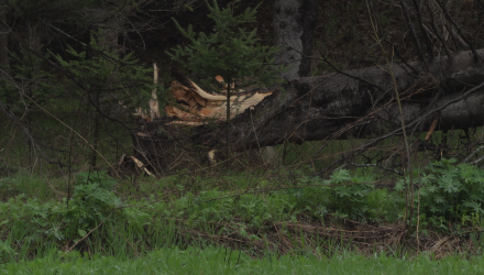 Downed tree
