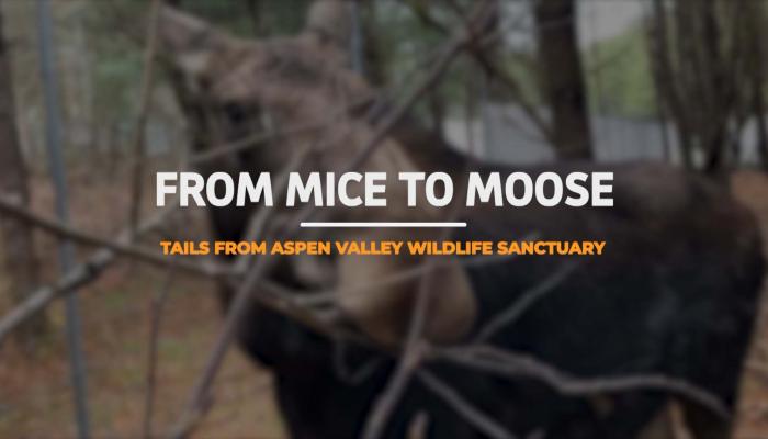 From Mice to Moose "Tails" from Aspen Valley Wildlife Sanctuary